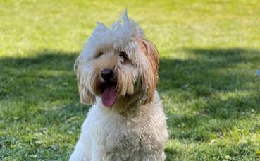 shaggy dog sitting on the grass